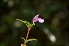Impatiens oppositifolia
